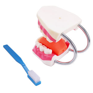 Trousse de dentisterie naturelle, modèle avec une énorme brosse, accessoire d'hygiène, enseignement, <span class=keywords><strong>dentier</strong></span>, - Product Image 2