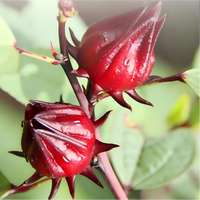 Teh Bunga Hibiscus Sabdariffa Kering Pasokan Pabrik, Teh Kecantikan Kulit Bercahaya, Kaya Vitamin