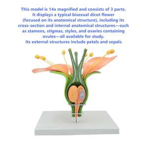 14x Magnified 3-Part Dicotyledon Apple Flower Model Equipo educativo para la ayuda de enseñanza de anatomía botánica - Product Image 6