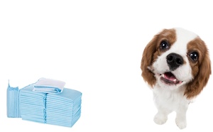 Vente en gros de tapis d'apprentissage pour chiots 60*90, super absorbants, anti-fuites, absorbants pour l'urine, pour animaux de compagnie et sous-couches jetables pour bébés - Product Image 2