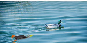 Leurre de pêche flottant de surface 9,5 cm 10,5 g, 5 couleurs, canard souple, appât artificiel, pêche en lac, plopping, splash feet 360 - Product Image 6