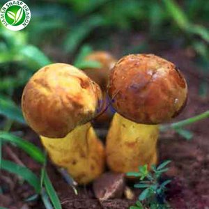 Cultivado Cultivo Frozen Boletus Edulis Mushroom - Product Image 6