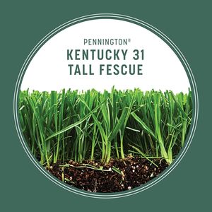 <span class=keywords><strong>Erba</strong></span> Sintetica Garden 31 Tall Fescue, Rivestimento in Plastica Moderno da 3 lb per Uso a Pavimento - Product Image 5