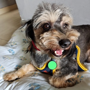 Etiquetas redondas de silicona para identificación de mascotas, las más vendidas, animales, perros, 1 ud./bolsa opp, logotipo de marca personalizado, acolchadas, sin cantidad mínima de 7-15 días, Silicona - Product Image 3