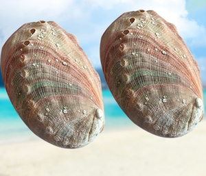 Abalone <strong>Shells</strong> Wholesale Paua <strong>Shell</strong> on Sale - Product Image 4