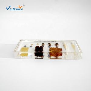 Spécimen de résine spécimens matériels de résine transparente élevée <span class=keywords><strong>histoire</strong></span> de la vie spécimens incorporés d'abeilles - Product Image 3