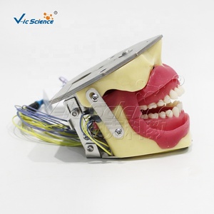 Modelo <span class=keywords><strong>de</strong></span> Entrenamiento para Extracción Dental con Anestesia, Maniquí Anatómico Dental con Buzzer para Escuelas <span class=keywords><strong>de</strong></span> Ciencias Médicas y Hospitales, Material PVC - Product Image 4