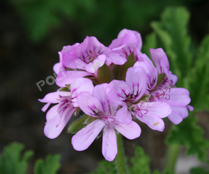 Hot <span class=keywords><strong>Geranium</strong></span> Rose Ätherisches Öl reines Natur öl <span class=keywords><strong>Geranium</strong></span> Parfüm öl Diffusor Massage Körperpflege Rohstoffe Versorgung - Product Image 3