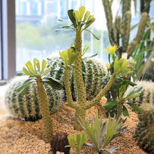 Cactus <span class=keywords><strong>Haworthia</strong></span> Artificiale in Plastica di Alta Qualità per Paesaggistica Desertica - Alta Simulazione per Uso Interno/Esterno Naturale - Product Image 3