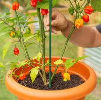 Piquets de jardin robustes de 36 pouces (3 pieds) en métal, revêtement plastique, pour plantes, tomates, haricots, arbres