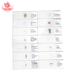 Juego de 100 Portaobjetos con Especímenes de Plantas para Estudiantes de Primaria y Secundaria: Estructuras Típicas, Color Rojo Zafiro Claro y Verde Rápido - Product Image 2