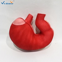 Modelo de Estómago de Cerdo Deshebrado con Estructura Completa de la Cámara Gástrica para Ayuda Didáctica en Ganadería CE/ISO/ROHS/CNAS