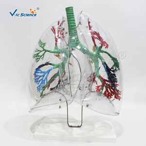 แบบจำลองโครงสร้างระบบทางเดินหายใจ; แบบจำลองต้นลมหายใจและส่วนท่อน้ำหลอดลมที่สมบูรณ์; ของแสดงทางวิทยาศาสตร์กายวิภาค - Product Image 5