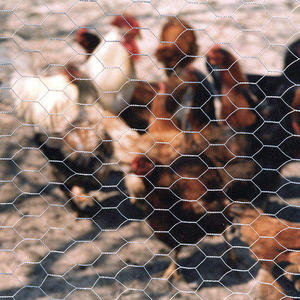Malla de Alambre para Gallinero, Rollo de Malla Metálica Galvanizada Hexagonal, Venta Directa de Fábrica - Product Image 3