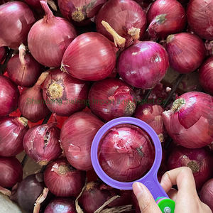 Oignons frais biologiques en vrac, taille 5-8 cm, paquet de 10 kg, bulbes entiers non pelés, exportation du Shandong, Chine, vers le Moyen-Orient - Product Image 6