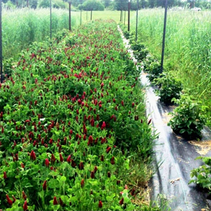 Malla Antihierbas para Jardín de 2m x 100m, Resistente a los Rayos UV, Antideslizante/Antiestática, Retención de Agua, Personalizable - Product Image 2