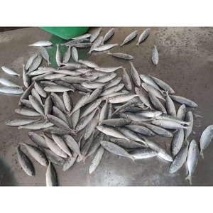 Cina surgelati pesce sugarello congelato prezzo di sugarello coda rossa sugarello - Product Image 1