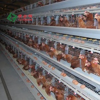 Prix Avantageux Système d'Élevage Cages de Poules Pondeuses Équipement Avicole pour Ferme de Poulets