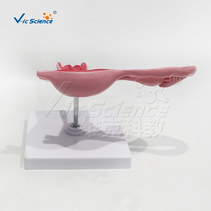 Modèle d'enseignement du processus de fécondation des œufs élargi Science médicale Anatomia Del Sistema Modèle de reproduction - Product Image 4