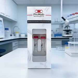 Monoclonal de Conejo a Cathepsin L/V/K/H - Product Image 2