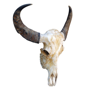 Sculpture d'animal créative 3D personnalisée, Crâne <span class=keywords><strong>de</strong></span> buffle à longues cornes en résine sculptée, Figurines, artisanat, ornements - Product Image 2