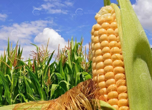 Tự động công nghiệp tươi Ngô tuốt lúa máy động cơ SUS304 thép không gỉ năng suất cao cho ngọt ngô hạt đập - Product Image 5