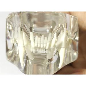 Gelsonlab HSDT-R1-01 transparente <span class=keywords><strong>Felidae</strong></span> resina felino dientes modelo gato dentición modelo - Product Image 6