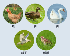 Incubateur efficace à conception compacte à vendre, couveuse d'œufs industrielle pour élevages en plein air - Product Image 3