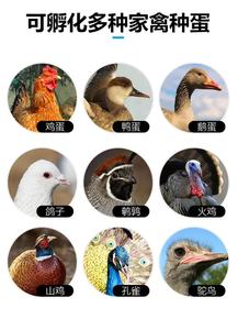 Incubateur automatique 1056 de haute qualité équipement d'élevage de volaille poulet canard oie <span class=keywords><strong>paon</strong></span> autruche dinde incubateur - Product Image 5