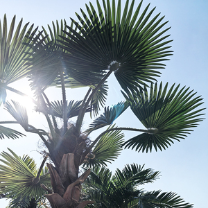 Arbres Artificiels Naturels pour l'Extérieur Anti-UV Protéger les Palmiers Grand Faux <span class=keywords><strong>Palmier</strong></span> avec des Feuilles Artificielles <span class=keywords><strong>en</strong></span> <span class=keywords><strong>Forme</strong></span> <span class=keywords><strong>d</strong></span>'<span class=keywords><strong>Éventail</strong></span> - Product Image 2