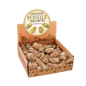 30 adet/takım toptan gerçek doğal fosil Trilobites satılık
