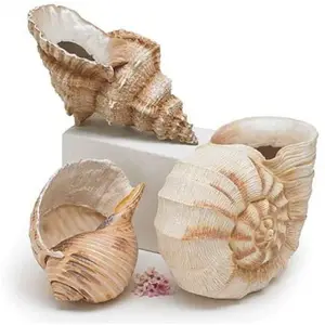 Set of 3 Seashell Planters Vase