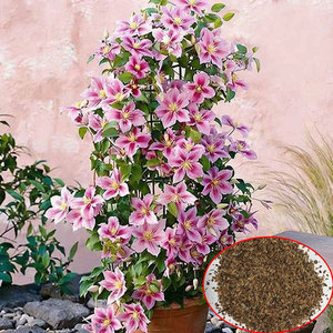Variété de vigne de clématite originale, facile à cultiver, pour la décoration des jardins fleuris et l'aménagement extérieur - Product Image 1
