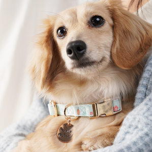 Collar de Perro Moderno de Algodón Talla XS, Elegante y Lujoso con Estampado Personalizado, Cómodo y Ajustable, Accesorio para Mascotas de Raza Pequeña - Product Image 2