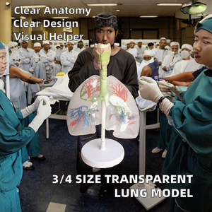 Tự Nhiên Kích Thước Trong Suốt Pet Phổi Phân Đoạn Mô Hình 3/4 <span class=keywords><strong>Yixin</strong></span> <span class=keywords><strong>YIXIN</strong></span>-BH326 Cho Y Tế Khoa Học - Product Image 3