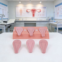 Modèle d'utérus de simulation d'avortement de science médicale avancée DARHMMY pour les soins de maternité