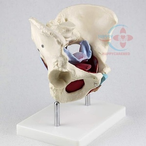 Modelo de Esqueleto Pélvico Femenino HC-S228, Modelo Médico de Pelvis Femenina con Anatomía de los Músculos del Suelo Pélvico - Product Image 2