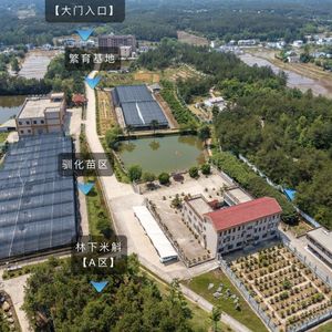 Hastes Frescas de <span class=keywords><strong>Dendrobium</strong></span> Candidum de Seis Anos - Product Image 5