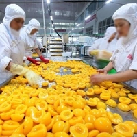 Tropisch Vers Fruit Productielijn/Ingeblikte Gele Perzikmachine/Verwerkingslijn
