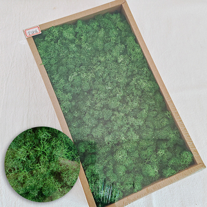 Muschio Stabilizzato Eterno del Produttore Yunnan, Muschio di Renna Decorativo Conservato, Kit Fai da Te per Pareti da Giardino, Pannello Decorativo per Fioristi, Lungo - Product Image 3