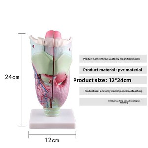 نموذج تشريحي لحنجرة الإنسان مكبر للمسالك التنفسية، نموذج تعليمي بيولوجي للأنف والأذن والحنجرة 32365 - Product Image 2