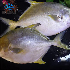 Venda por atacado de peixes de Pompano dourados congelados de boa qualidade, preço de fábrica na China, peixes Pomfret - Product Image 2