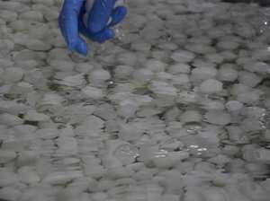 <span class=keywords><strong>Œuf</strong></span>s <span class=keywords><strong>de</strong></span> <span class=keywords><strong>caille</strong></span> biologiques bouillis, pelés, prêts à consommer, grande taille, emballés sous vide, <span class=keywords><strong>œuf</strong></span>s <span class=keywords><strong>de</strong></span> <span class=keywords><strong>caille</strong></span> en conserve, <span class=keywords><strong>prix</strong></span> compétitif - Product Image 4