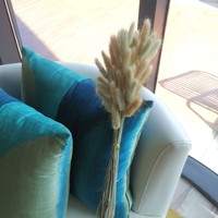 天然干兔尾草 萨格鲁斯兔尾草茎 家居装饰 婚礼 母亲节装饰 蓬松持久 不散装