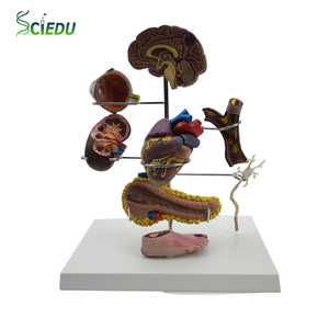 SCIEDU Model melatih Organ manusia, dapat dilepas anatomi kontrol pengajaran gejala Organ manusia - Product Image 1