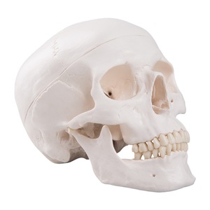 Modèle de crâne adulte, sculpture de crâne, échelle 1:1, pour l'enseignement de l'anatomie et du corps humain. - Product Image 5