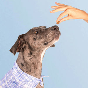 Masticables Multivitamínicos para Perros 2026, Suplementos Blandos para el Cuidado de la Salud con Glucosamina para la Salud Articular, Nutrición Diaria y Apoyo Inmunológico - Product Image 4