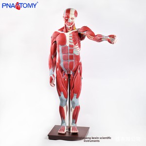 Modelo Muscular de <span class=keywords><strong>Cuerpo</strong></span> Completo de 170 cm, Figura Muscular para Enseñanza Anatómica, Torso <span class=keywords><strong>Humano</strong></span> <span class=keywords><strong>con</strong></span> Órganos Internos, Modelo de Anatomía, Herramienta Especial - Product Image 5