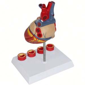 Modelo <span class=keywords><strong>de</strong></span> corazón KyrenMed corazón con modelo <span class=keywords><strong>de</strong></span> trombo - Product Image 5
