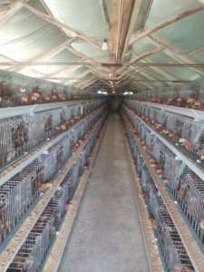 HENGQI HQYC-144 Nouvelles cages d'élevage automatiques, chauffages, système d'abreuvement par tétine, acier galvanisé, longue durée de vie 15-20 ans, pour poussins d'un jour - Product Image 6